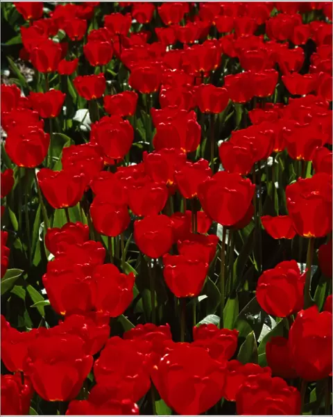 Close-up of red tulips in flower