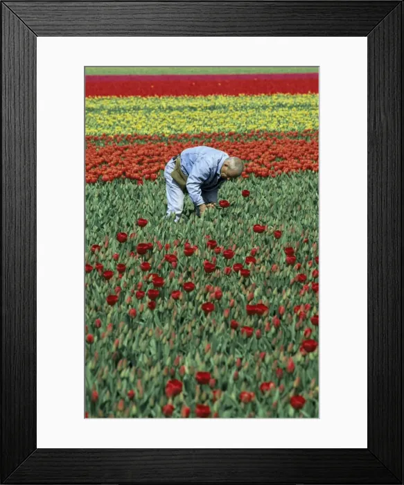 Framed Print : Man working in tulip fields Framed Print : Man working in tulip fields