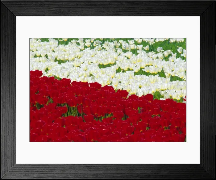 Framed Print : Tulip fields near Lisse  /  Keukenhof