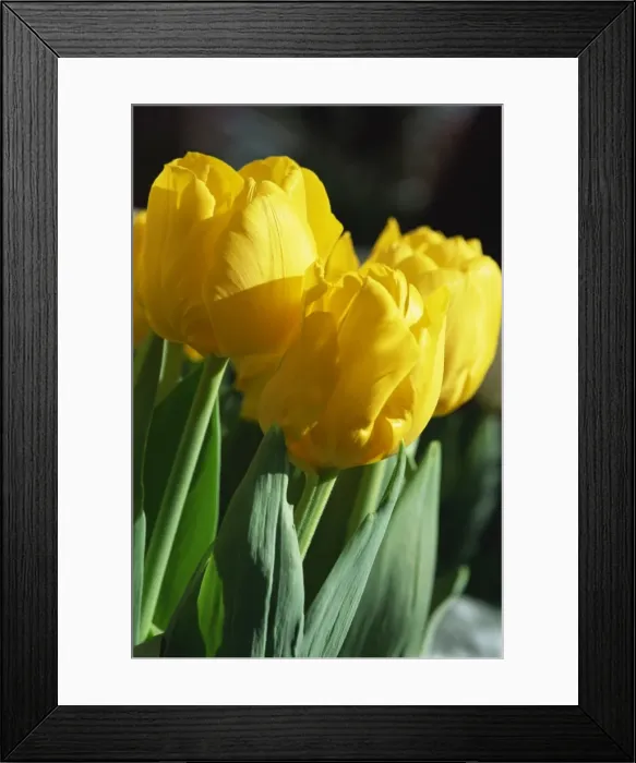 Framed Print : Close-up of yellow tulips at Lisse Framed Print : Close-up of yellow tulips at Lisse
