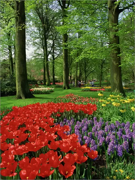 Tulips and hyacinths in the Keukenhof Gardens at Lisse