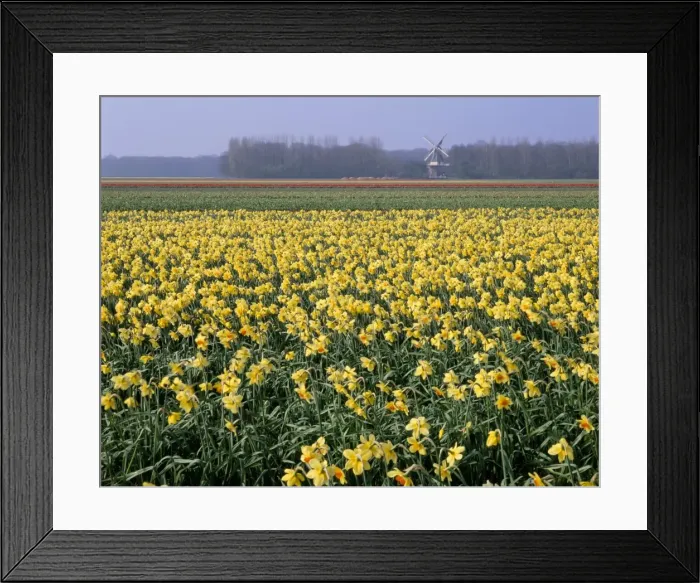 Framed Print : Bulbfields of daffodils and windmill in distance Framed Print : Bulbfields of daffodils and windmill in distance