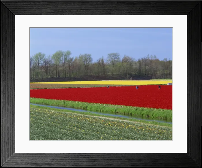Framed Print : People working in the bulb fields in Holland Framed Print : People working in the bulb fields in Holland