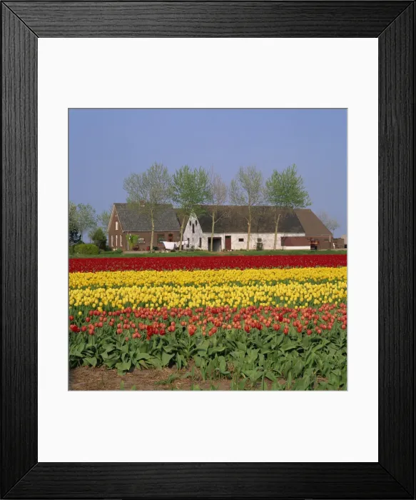 Framed Print : Fields of tulips in Holland Framed Print : Fields of tulips in Holland