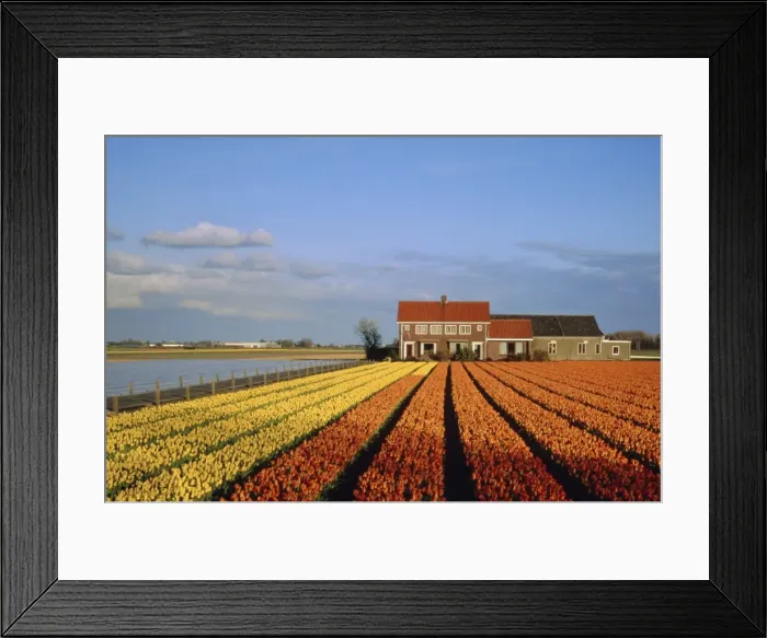 Framed Print : Tulip fields Framed Print : Tulip fields