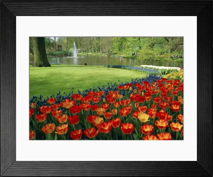 Framed Print : Keukenhof Gardens Framed Print : Keukenhof Gardens