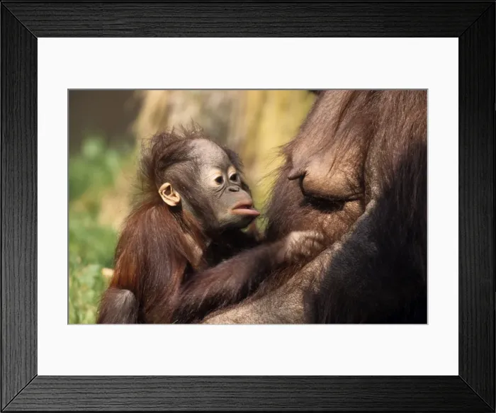 Framed Print : Orang-Utan Framed Print : Orang-Utan