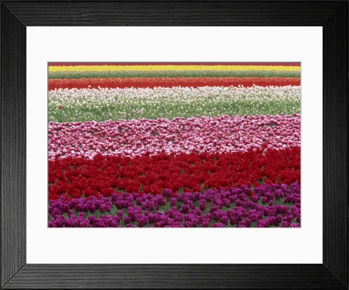 Framed Print : Tulipa species Framed Print : Tulipa species