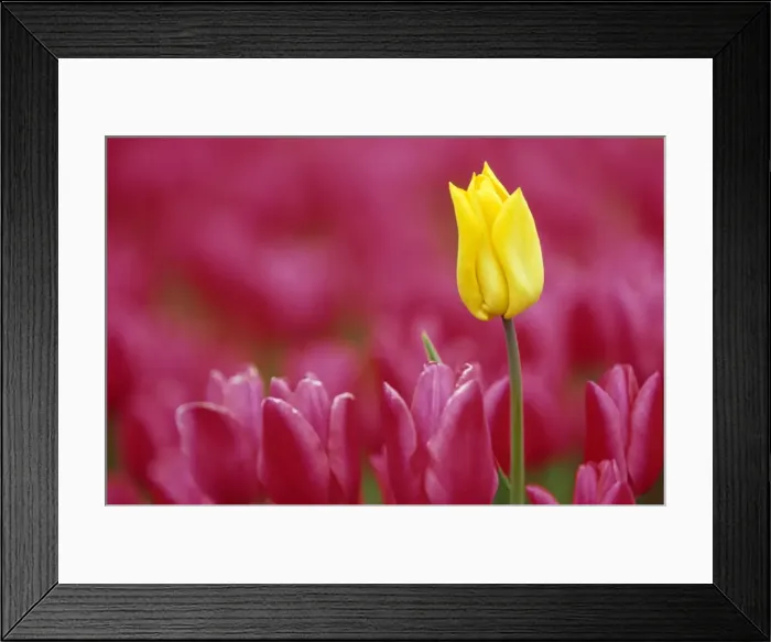 Framed Print : Tulip, Tulipa species Framed Print : Tulip, Tulipa species