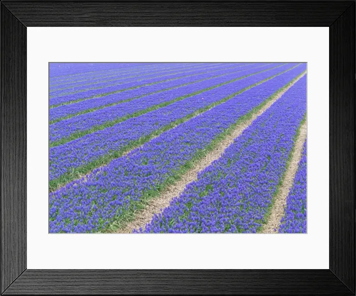 Framed Print : Hyacinth (Muscari botryodis)