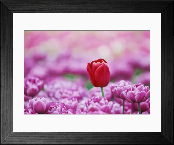Framed Print : Tulip (Tulipa) Framed Print : Tulip (Tulipa)