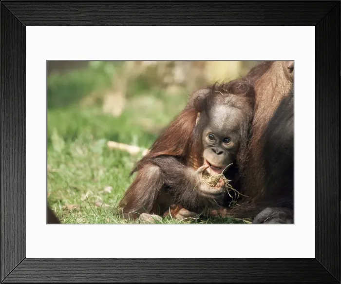 Framed Print : Young orang-utan (Pongo pygmaeus) Framed Print : Young orang-utan (Pongo pygmaeus)