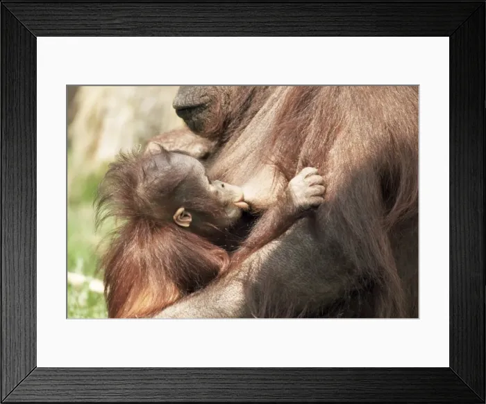 Framed Print : Orang-utan (Pongo pygmaeus) Framed Print : Orang-utan (Pongo pygmaeus)