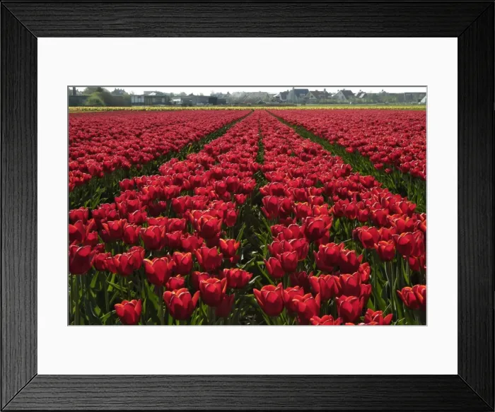Framed Print : Tulip bulb fields Framed Print : Tulip bulb fields