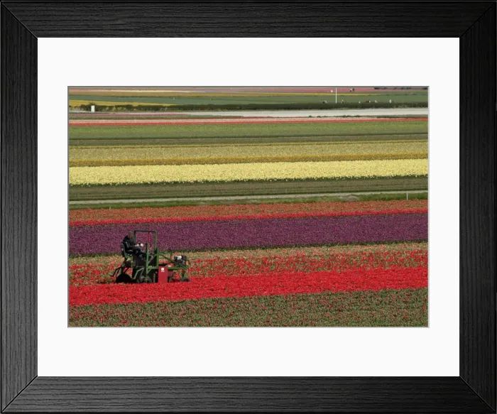 Framed Print : Working in the tulip rows in the bulb fields Framed Print : Working in the tulip rows in the bulb fields