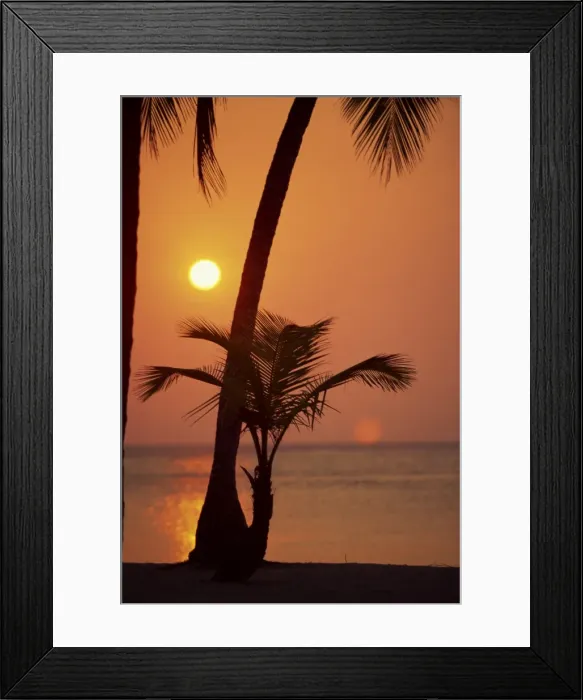 Framed Print : Palm tree silhouetted against the sunset at West Bay Framed Print : Palm tree silhouetted against the sunset at West Bay