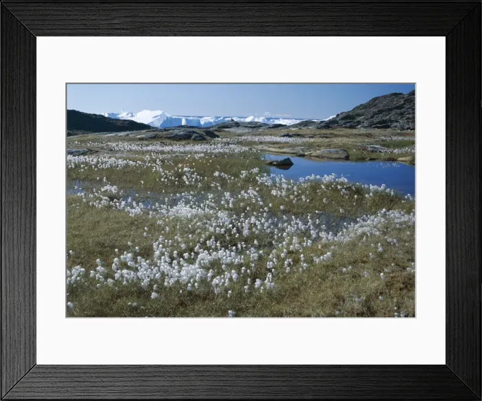 Framed Print : Cottongrass Framed Print : Cottongrass