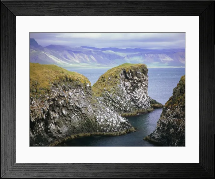 Framed Print : Sea cliff nesting sites in the columnar basalt for Framed Print : Sea cliff nesting sites in the columnar basalt for