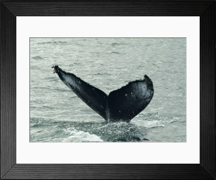 Framed Print : Humpback whales