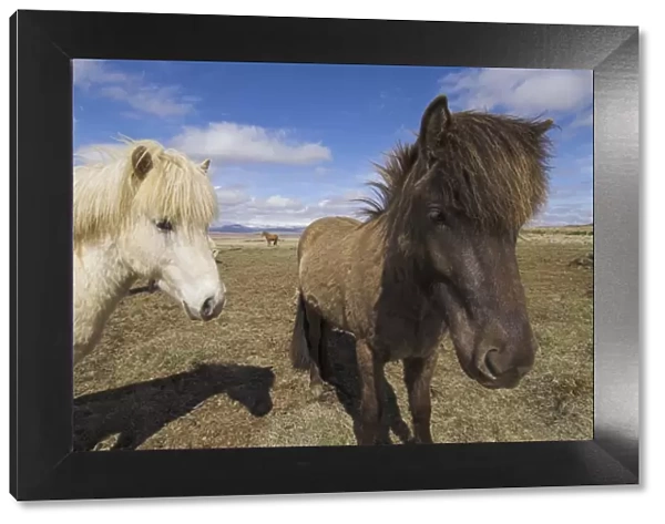 Close-up of Icelandic horses