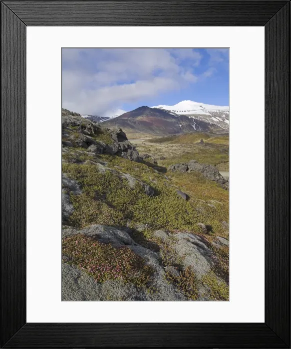 Framed Print : Moss covered lava beds surround Snaefellsjokull Framed Print : Moss covered lava beds surround Snaefellsjokull