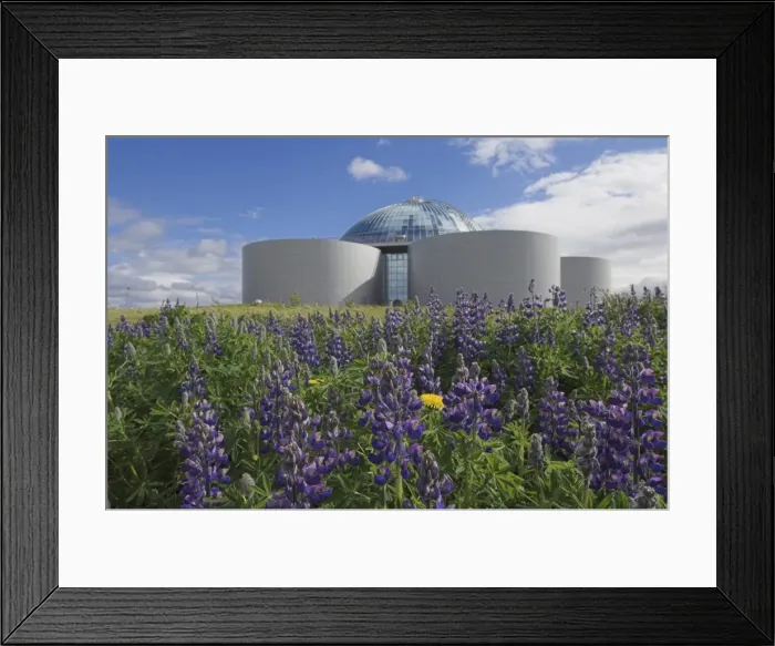Framed Print : Wild purple lupins surrounding the Pearl (Perlan) Oskjulid dome Framed Print : Wild purple lupins surrounding the Pearl (Perlan) Oskjulid dome