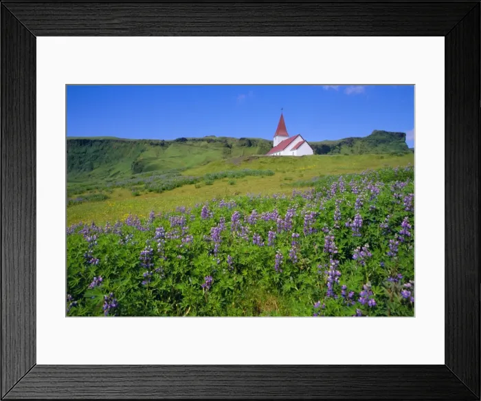 Framed Print : Church and lupin flowers Framed Print : Church and lupin flowers