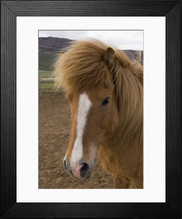 Framed Print : Icelandic horses Framed Print : Icelandic horses