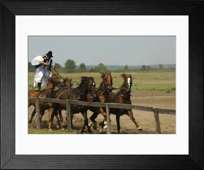Framed Print : Hungarian cowboy horse show Framed Print : Hungarian cowboy horse show
