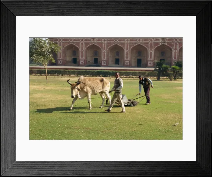 Framed Print : Mowing the grass in front of Humayuns tomb Framed Print : Mowing the grass in front of Humayuns tomb