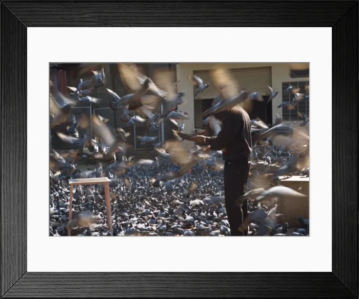 Framed Print : Flock of pigeons at entrance to City Palace Framed Print : Flock of pigeons at entrance to City Palace