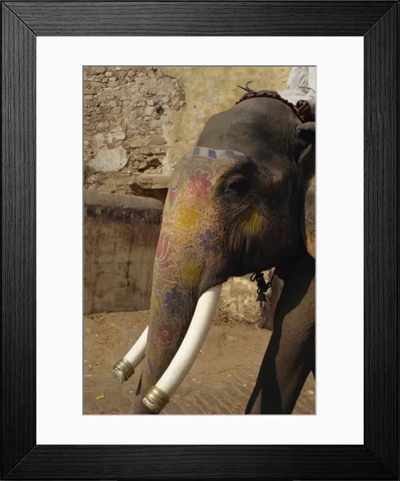 Framed Print : Close-up of elephant at Amber Palace Framed Print : Close-up of elephant at Amber Palace