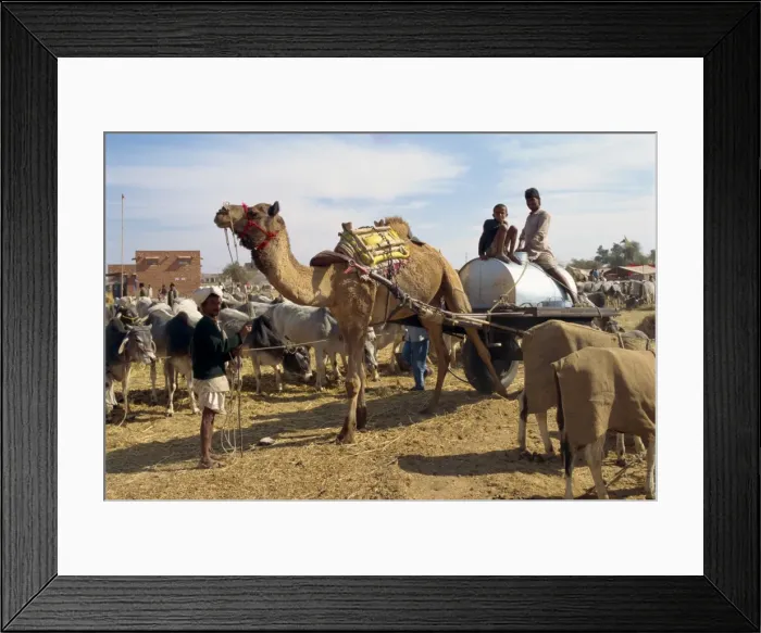 Framed Print : Cattle fair near Dechhu Framed Print : Cattle fair near Dechhu