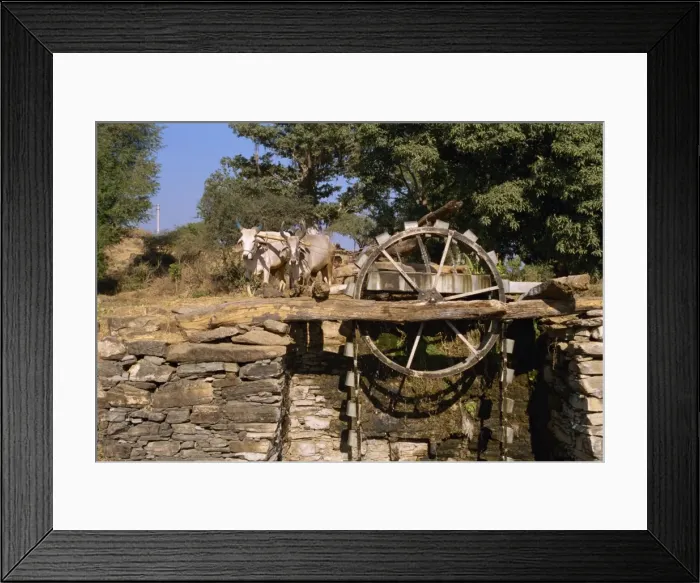 Framed Print : Water wheel operated by bullocks in village near Shikar Framed Print : Water wheel operated by bullocks in village near Shikar