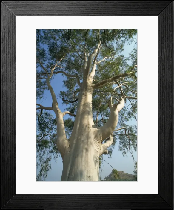 Framed Print : Eucalyptus tree Framed Print : Eucalyptus tree