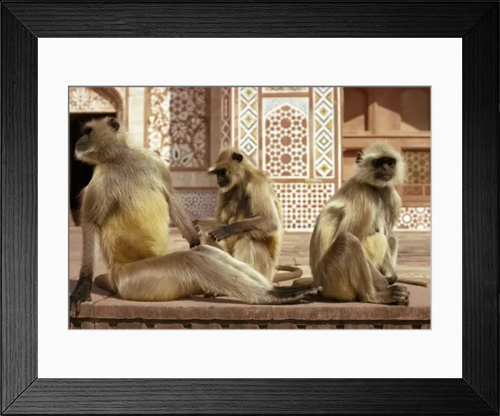 Framed Print : Monkeys at tomb of Akbar