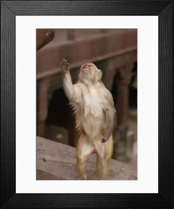 Framed Print : Monkey in Temple of Durga Framed Print : Monkey in Temple of Durga