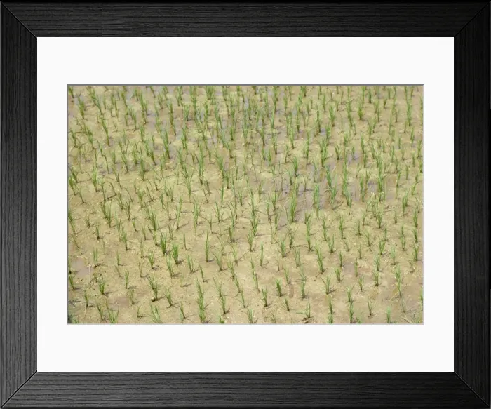 Framed Print : Newly planted rice Framed Print : Newly planted rice