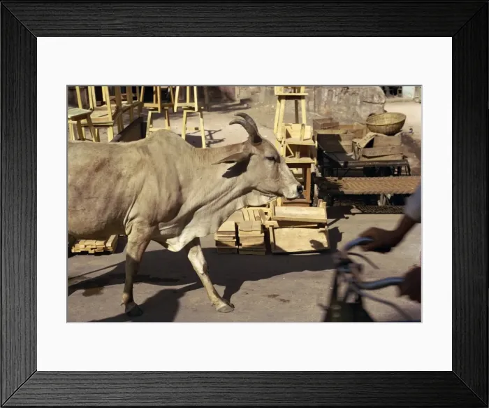 Framed Print : Cow wandering the streets