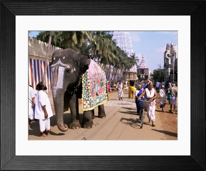 Framed Print : An elephant leads procession of huge chariot outside Framed Print : An elephant leads procession of huge chariot outside