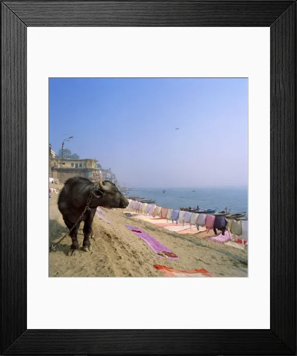 Framed Print : Water buffalo and drying washing on the banks of the river Ganges Framed Print : Water buffalo and drying washing on the banks of the river Ganges