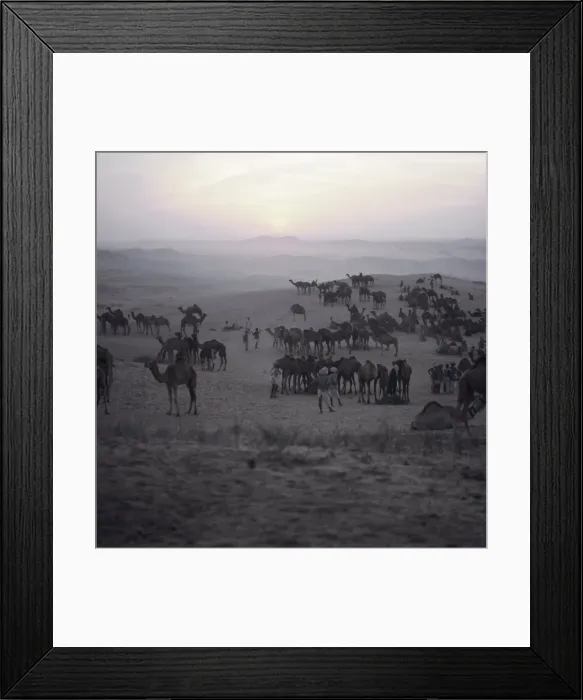 Framed Print : Camels and traders Framed Print : Camels and traders