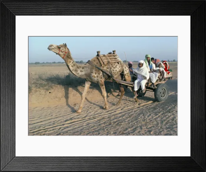 Framed Print : Riding in a camel cart Framed Print : Riding in a camel cart