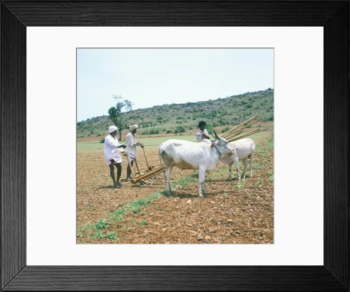 Framed Print : Farmers and buffalo