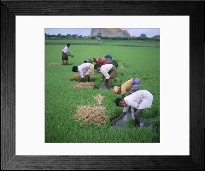 Framed Print : Rice paddy fields and agricultural workers Framed Print : Rice paddy fields and agricultural workers