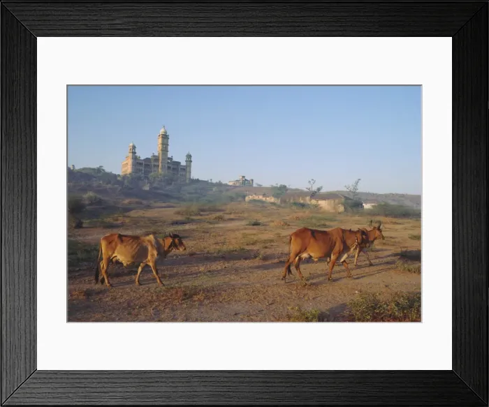 Framed Print : Cattle in front of the Wankaner Palace Framed Print : Cattle in front of the Wankaner Palace