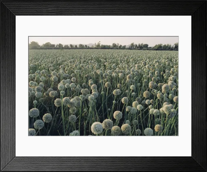 Framed Print : Onion fields in Gujarat State Framed Print : Onion fields in Gujarat State
