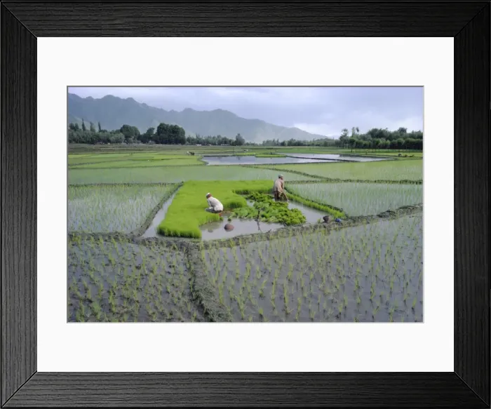 Framed Print : Paddy Fields Framed Print : Paddy Fields