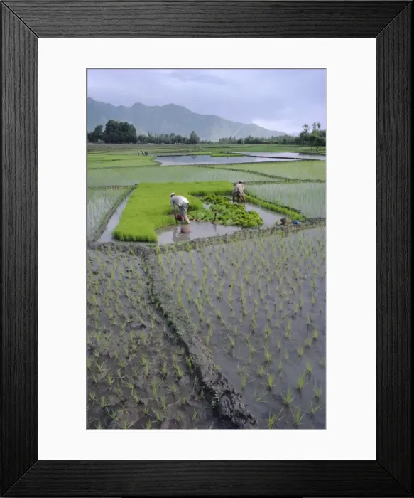 Framed Print : Paddy Fields Framed Print : Paddy Fields