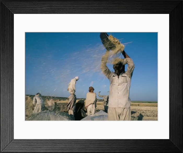 Framed Print : Wheat harvest Framed Print : Wheat harvest
